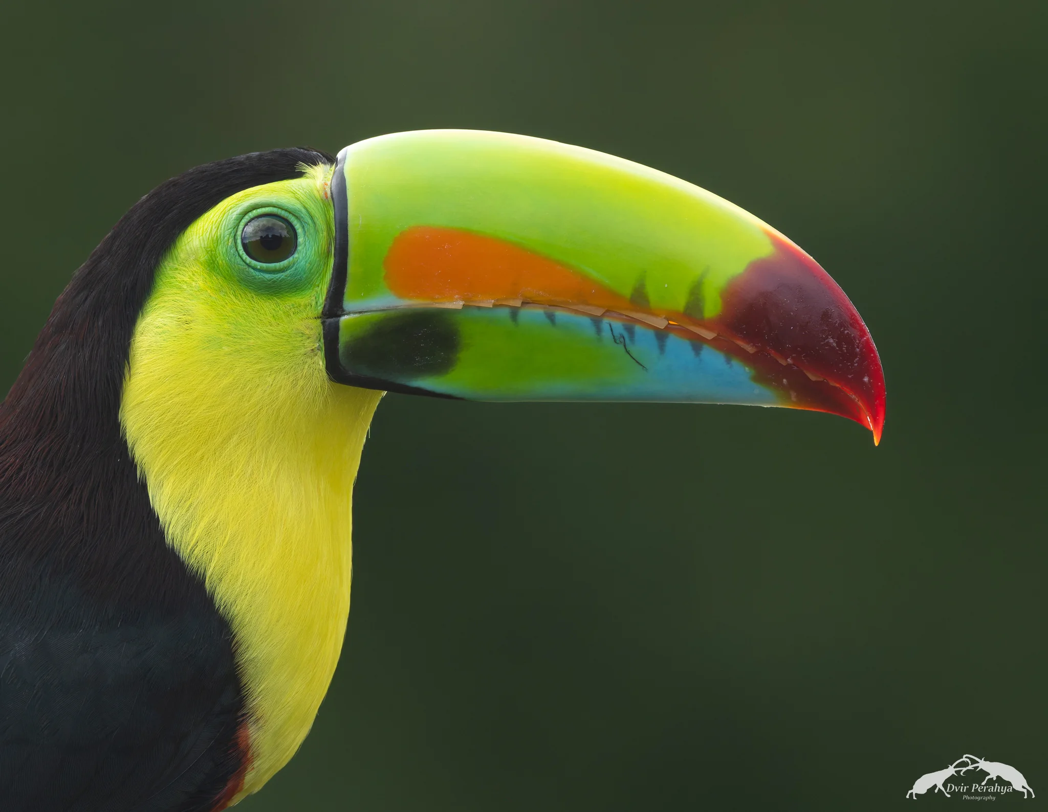 Keel-billed toucan, Boca Tapada